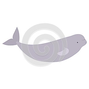 Beautiful cartoon illustration with colorful sea animals beluga whale on white background for print design. Kid graphic.