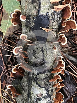 Beautiful Cascading Turkey Tail Lichen on Dead Tree - Trametes versicolor