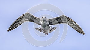 Caspian Gull Larus cachinnans in flight above the oder delta in Poland, europe.