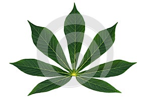 Beautiful Cassava leaf on white.