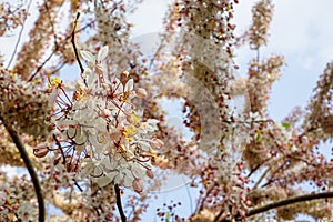 Beautiful Cassia bakeriana, pink shower blossom in full bloom branches during springtime, selective focus