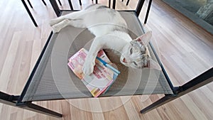 Beautiful cat alone casually holds money