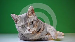 Beautiful cat on a background of chroma key