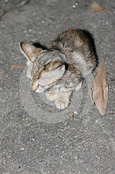 A beautiful cat background, portrait of a cat on groun