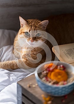 Beautiful cat on bed during breakfast time