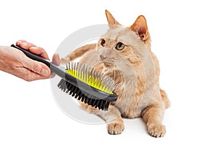 Beautiful Cat Being Brushed By Person