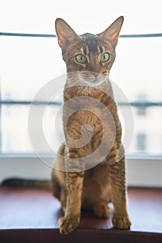 Beautiful cat Bengal breed is sitting on the surface