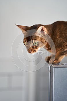 Beautiful cat Bengal breed is sitting on the surface