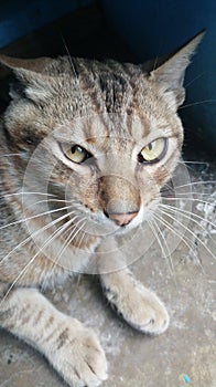 beautiful cat with big green eyes