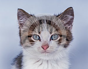 beautiful cat on a blue background