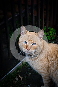 A Beautiful Cat with blue eyes