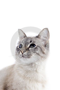 Beautiful cat with blue eyes isolated on white background.