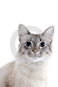 Beautiful cat with blue eyes isolated on white background.