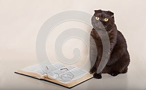 Beautiful cat with book