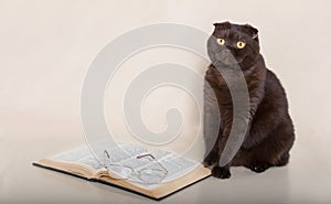 Beautiful cat with book photo