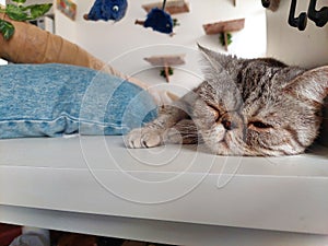 beautiful cat breed exotic gust sleeping