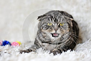 Beautiful cat of breed Scottish-fold meows lying on a white carpet