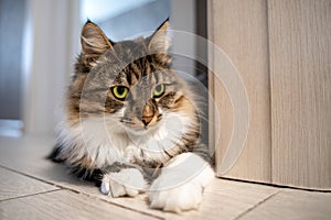 Beautiful cat with bright green eyes lays on the floor in the apartment. Adorable well-conditioned pet at home concept. Crazy eyes photo