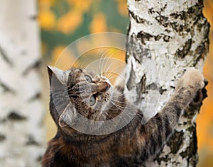 Beautiful cat climbed on a tree with Golden leaves in an autumn Sunny garden