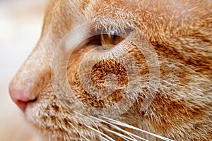 A beautiful cat closeup, profile portrait of cute ginger cat.