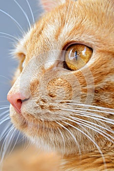 A beautiful cat closeup, profile portrait of cute ginger cat.