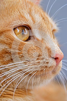 A beautiful cat closeup, profile portrait of cute ginger cat.