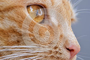 A beautiful cat closeup, profile portrait of cute ginger cat.