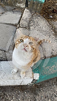 Beautiful cat in a dirty place