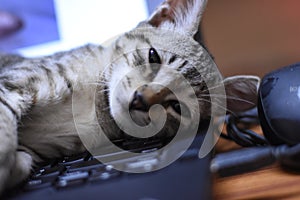 The beautiful cat in dreamstime.