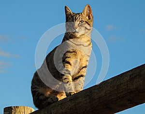 Beautiful Cat at dusk at Caprice Vineyards, Central Point, Oregon photo