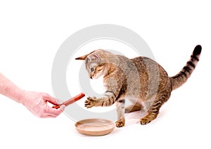 Beautiful cat eats cat-like meal