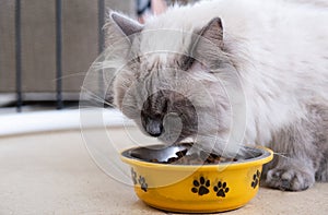 Beautiful cat eats dry food from a bowl