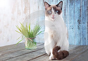 Beautiful cat with feline grass. Cat Grass for cat health. Pet