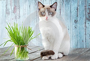 Beautiful cat with feline grass. Cat Grass for cat health. Pet