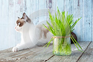Beautiful cat with feline grass. Cat Grass for cat health. Pet