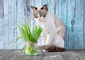 Beautiful cat with feline grass. Cat Grass for cat health. Pet