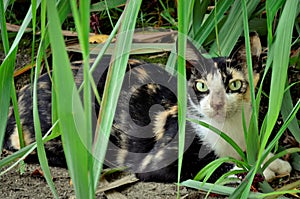 Beautiful cat Felinus catus in the middle of Cymbopogon citratus