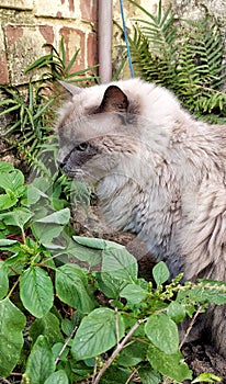 A Beautiful cat among the foliage.