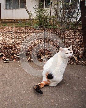 Beautiful cat in front of a block of flats