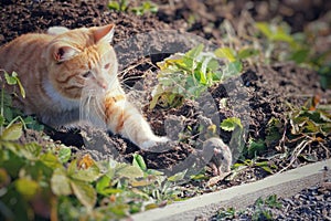 Beautiful cat fun and cleverly plays with the captured mouse