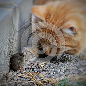 Beautiful cat fun and cleverly plays with the captured mouse