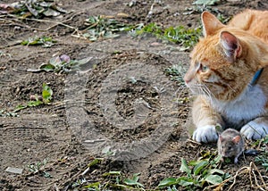 Beautiful cat fun and cleverly plays with the captured mouse