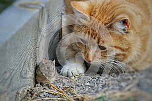 Beautiful cat fun and cleverly plays with the captured mouse