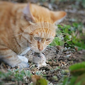 Beautiful cat fun and cleverly plays with the captured mouse