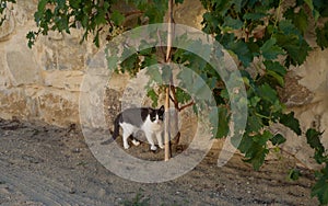 Beautiful cat fun and cleverly plays with the captured mouse