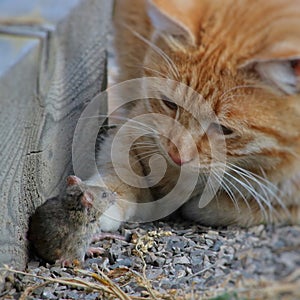 Beautiful cat fun and cleverly plays with the captured mouse