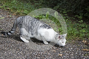 Beautiful cat in the garden sitting in ambush