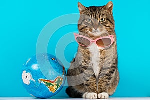 Beautiful cat with glasses from the Sun.. journey. rest