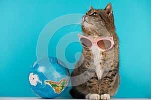 Beautiful cat with glasses from the Sun.. journey. rest