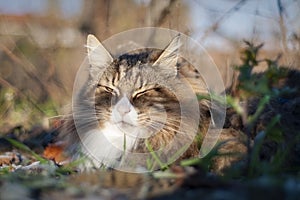 Beautiful cat on the grass. cat outside. Norwegian forest cat